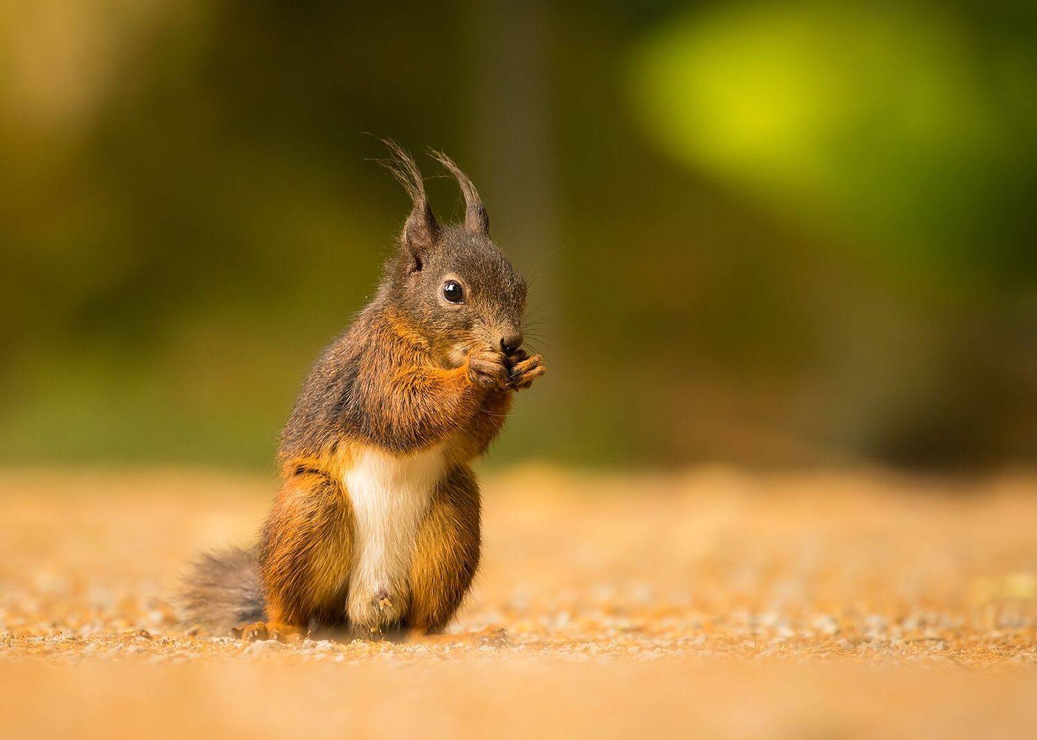 , Robert Adamec