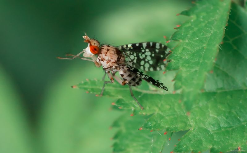 макро, природа, муха, тенница, macro, nature, fly, насекомые, insect, sciomyzidae, brachycera, marsh flies Тенница крапчатая (точечная, Trypetoptera punctulata) фото превью
