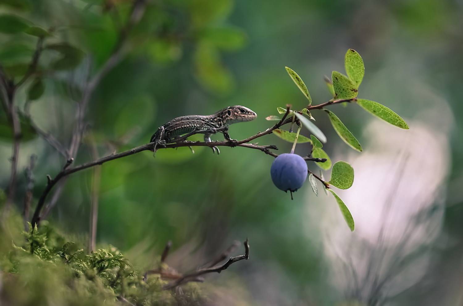 , Вячеслав Мищенко