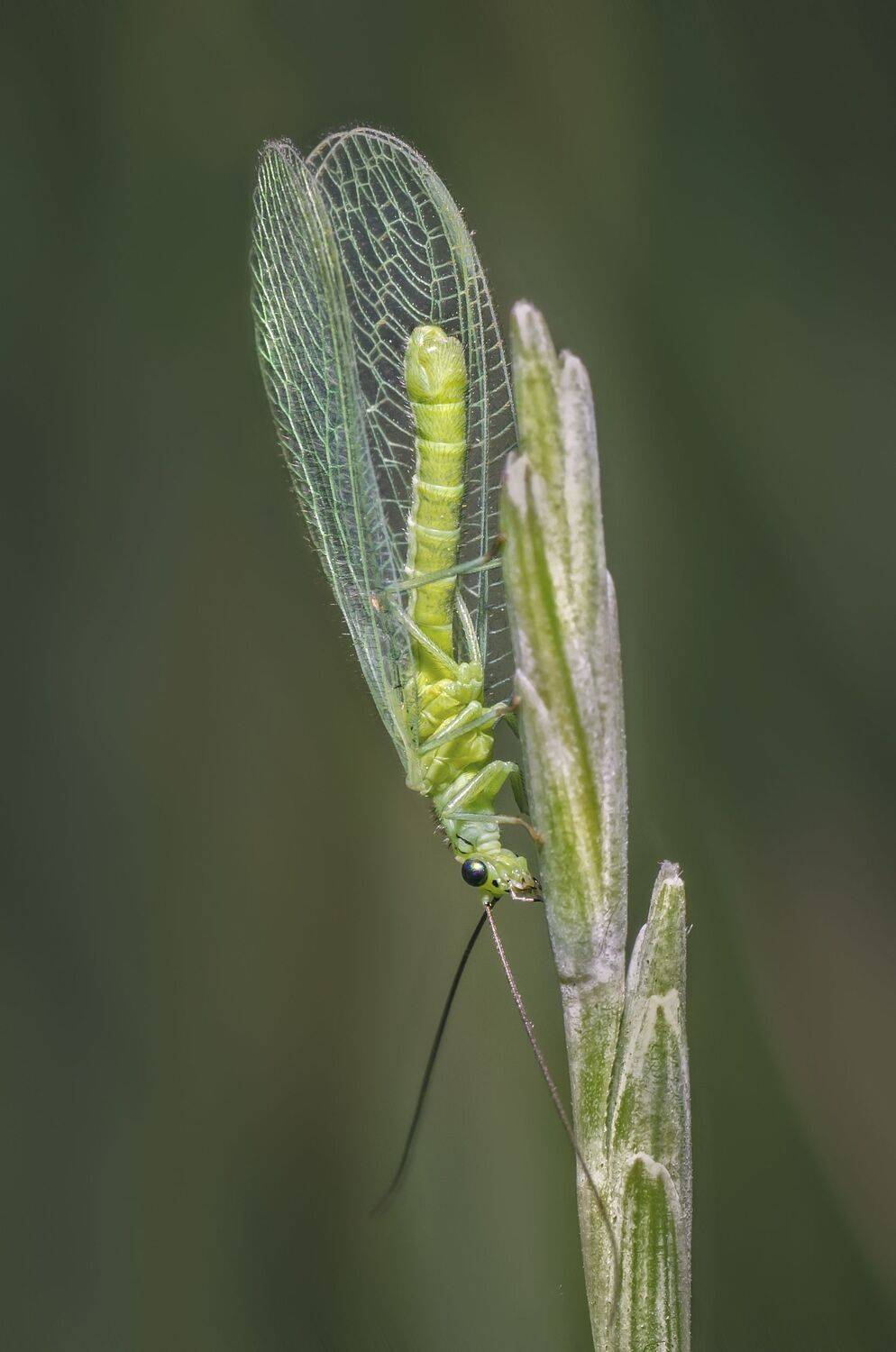 златоглазка,насекомое,зелёный,лето,природа,макро,жуки, Владимир Володин