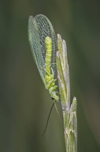 Златоглазка