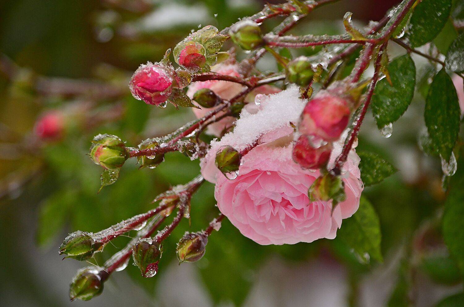 роза, мороз, лед, Оксана Евкодимова