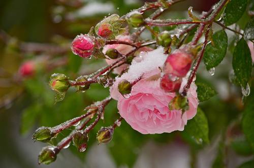 Ледяная роза.