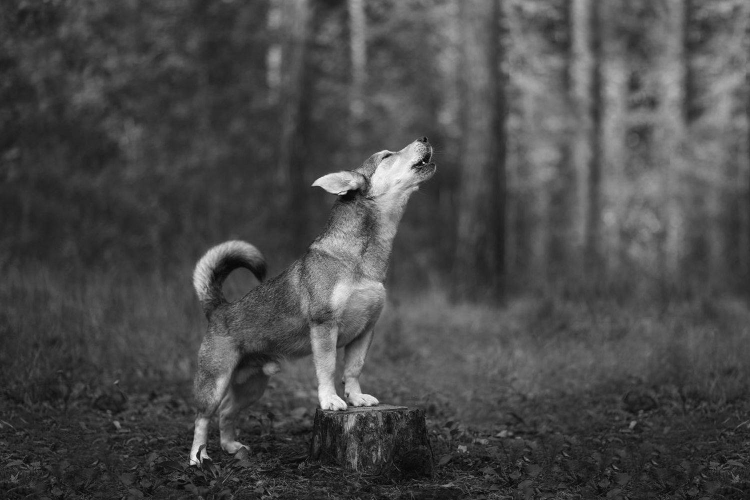 собака, животное, Евгений Крутиков