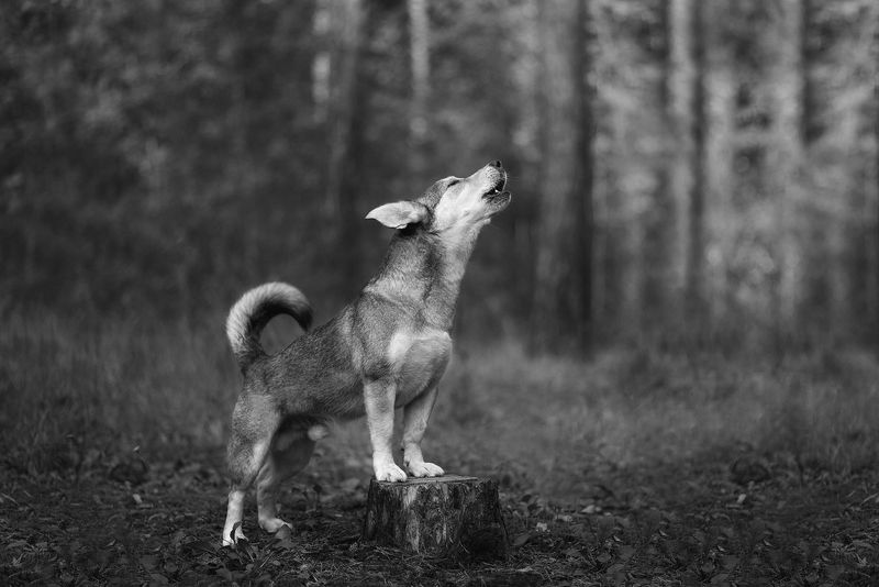 собака, животное Вой фото превью