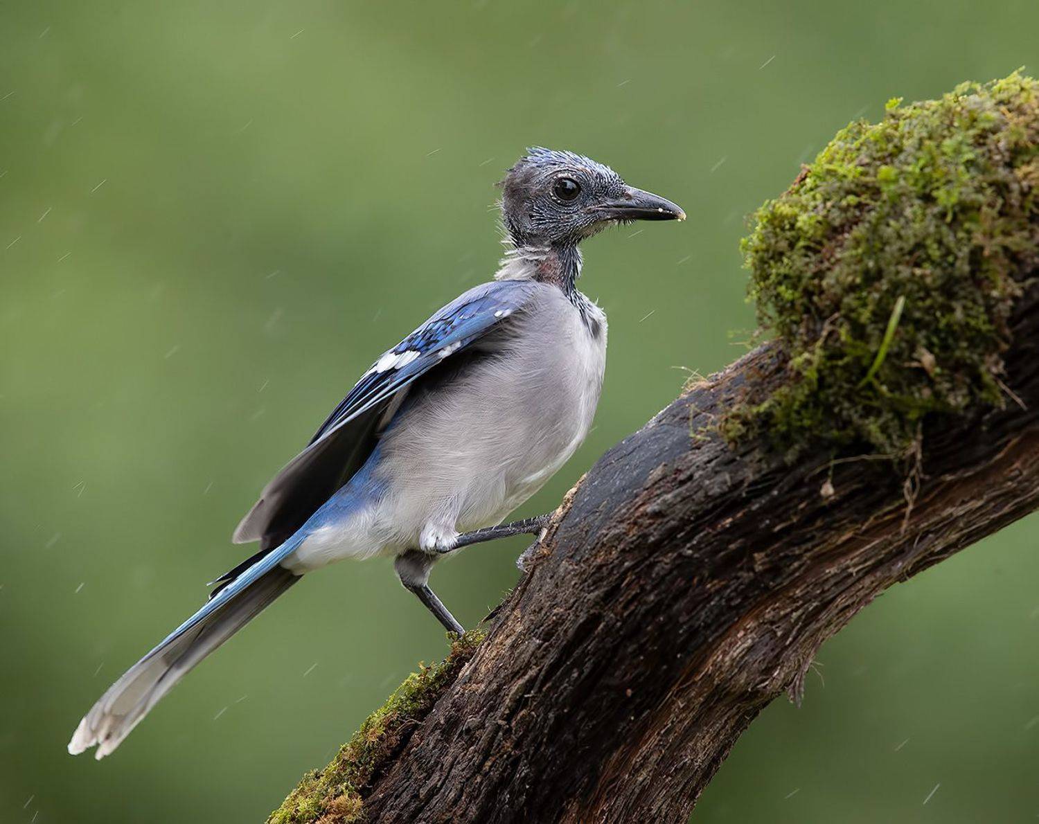 сойка, голубая сойка, jay, blue jay, Elizabeth Etkind