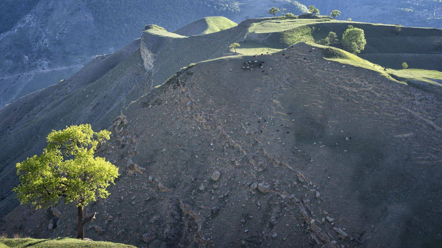 горы, отара, дерево, Андрей Колесов