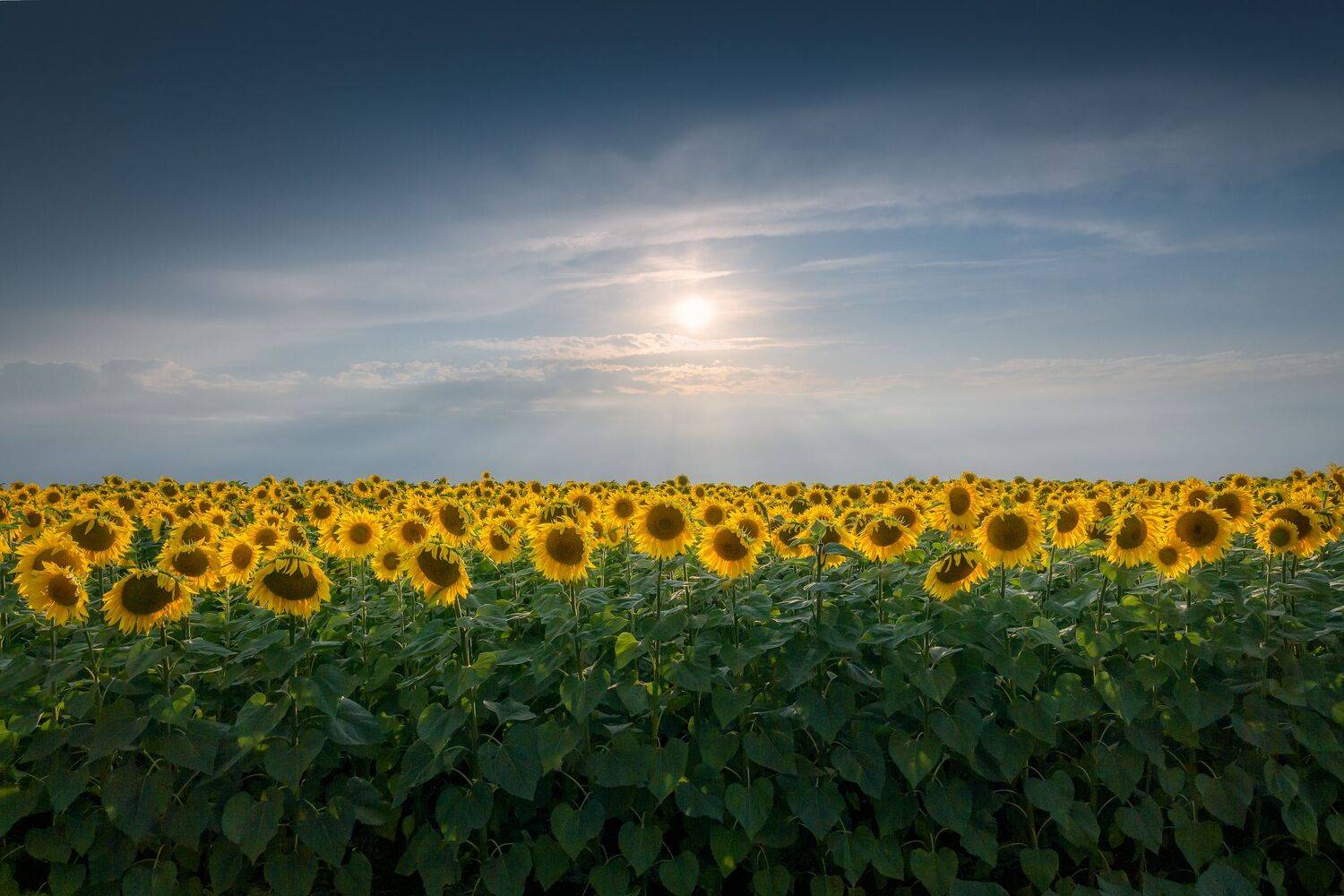 Тульская область, подсолнухи, природа, поля, пейзаж, Россия, Мартыненко Дмитрий