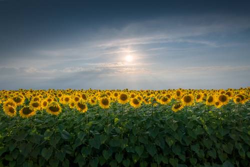 Подсолнухов стройные ряды. 