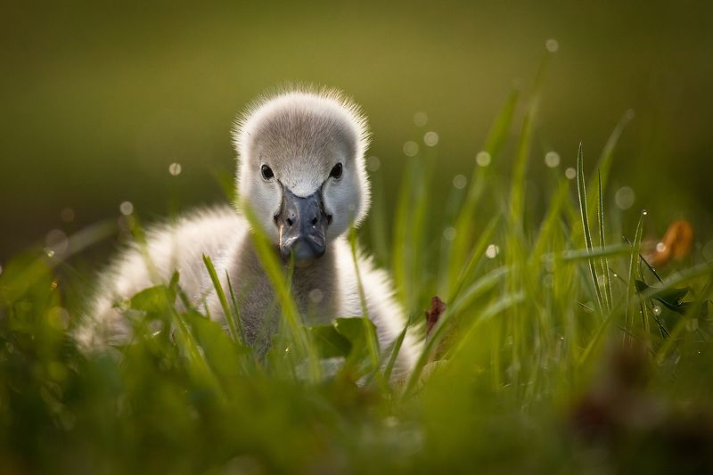 Black swane baby фото превью