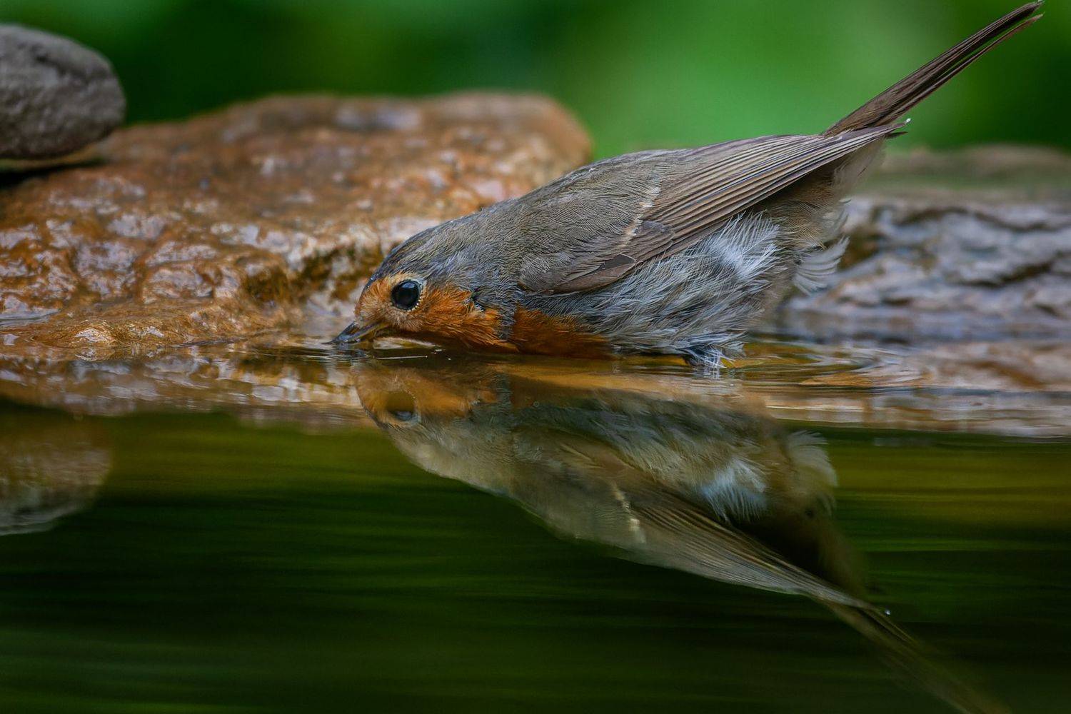 , Марат Кучкаев