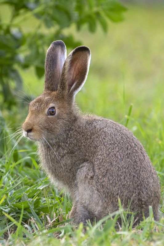 Скромняга фото превью