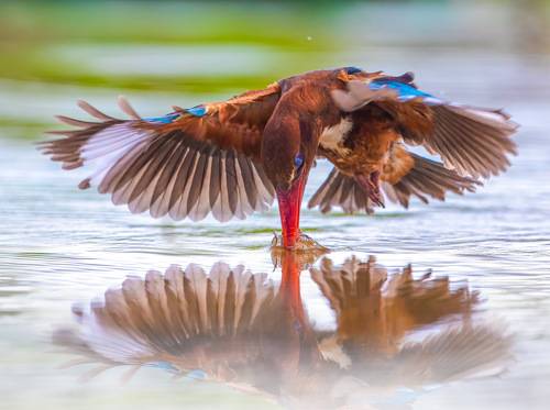 White-throated Kingfisher 7