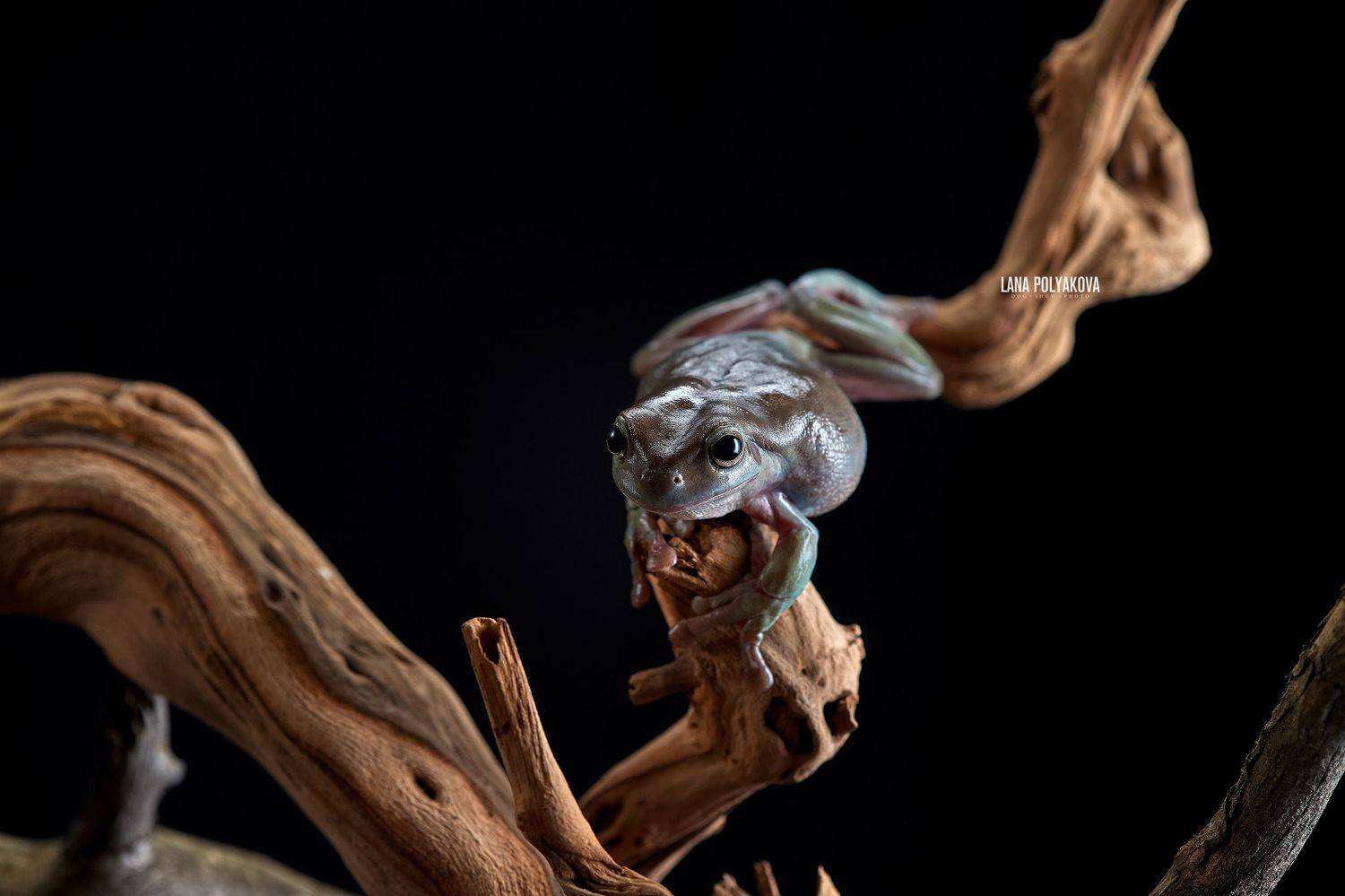 лягушка, пресмыкающееся, литория, земноводные, Лана Полякова