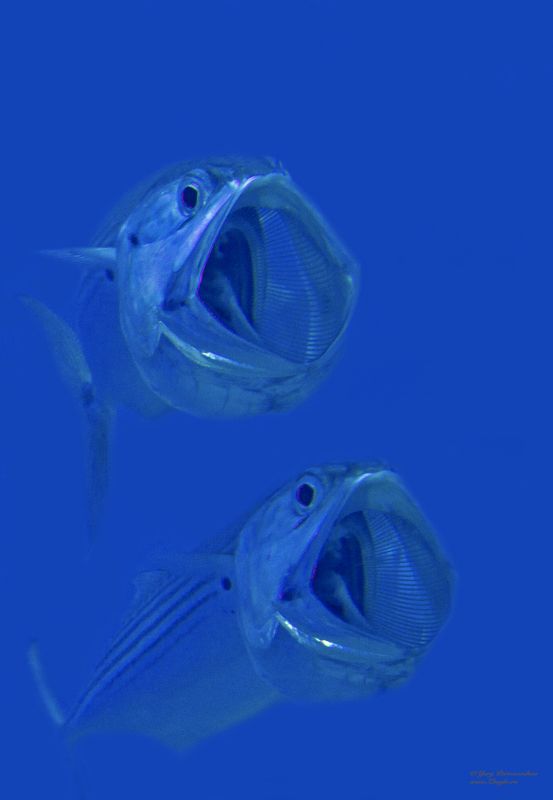 подводный мир дайвинг дайвинг сафари египет хургада обучение дайвингу zhoglo  красное море Еперный театр фото превью