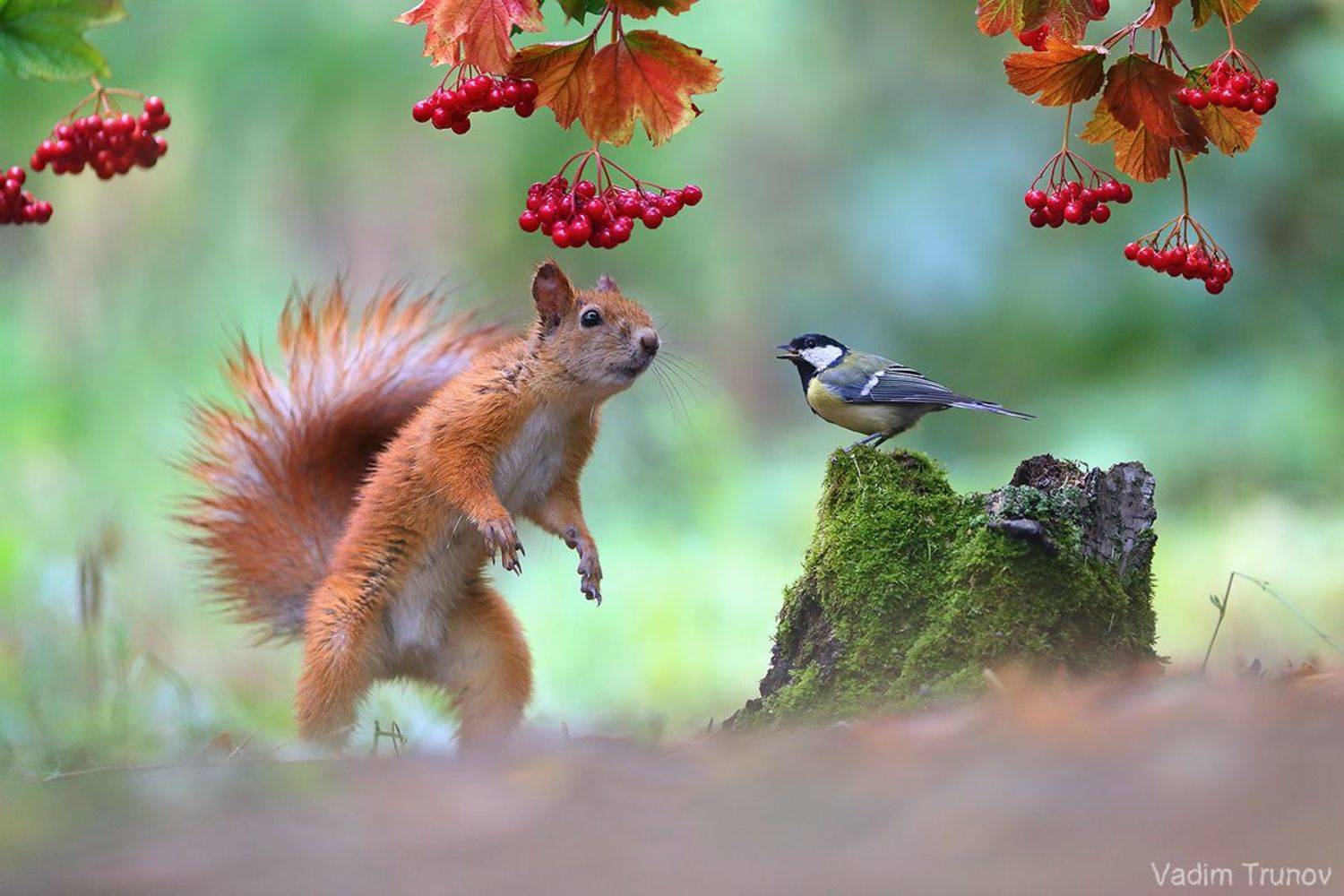 белка, синица, squirrel, Вадим Трунов