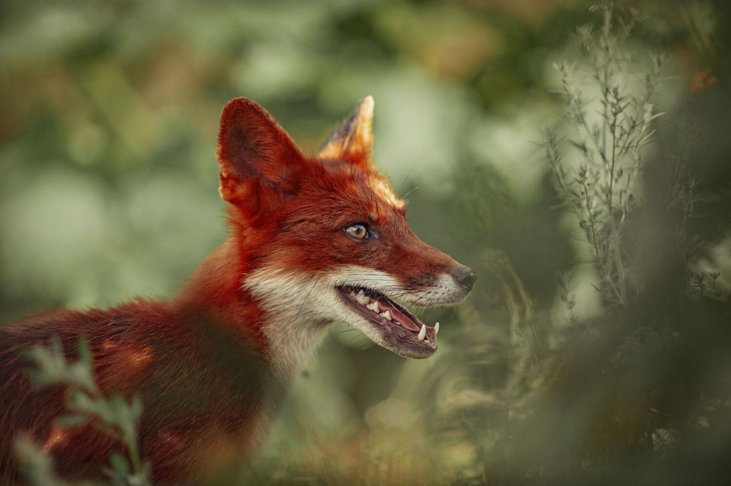 , Ксения Лысенкова