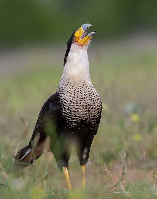 каракара, crested caracara, caracara, tx, texas, хищные птицы Каракара - Crested Caracara фото превью