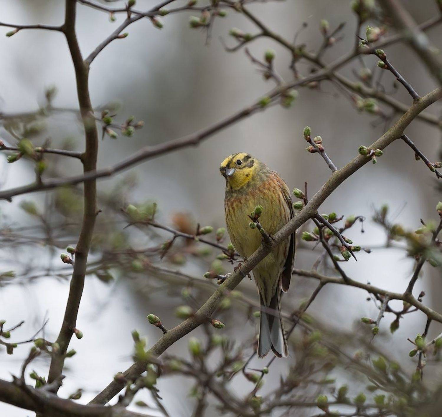 природа, птицы, овсянка, Александр Смолкин