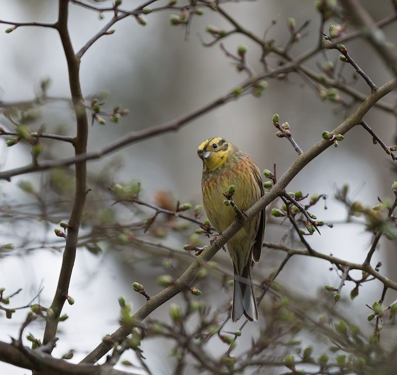 природа, птицы, овсянка Интересно... фото превью