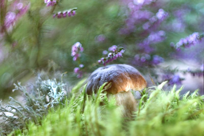 сказки моего леса, белый гриб, вереск, гелиос 44-3, жизнь, ирина горюкина,\