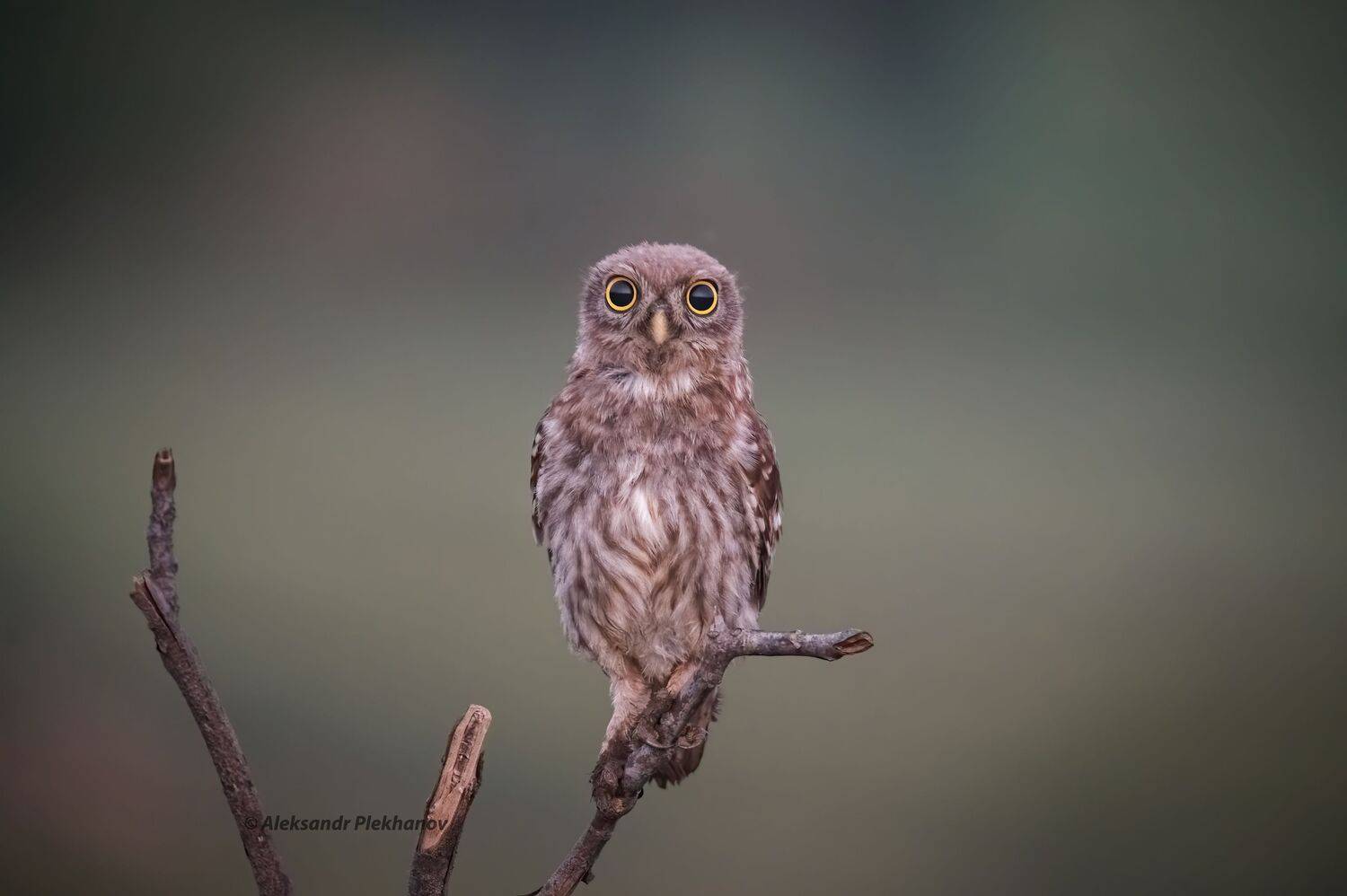 wildlife, Alexander Plekhanov