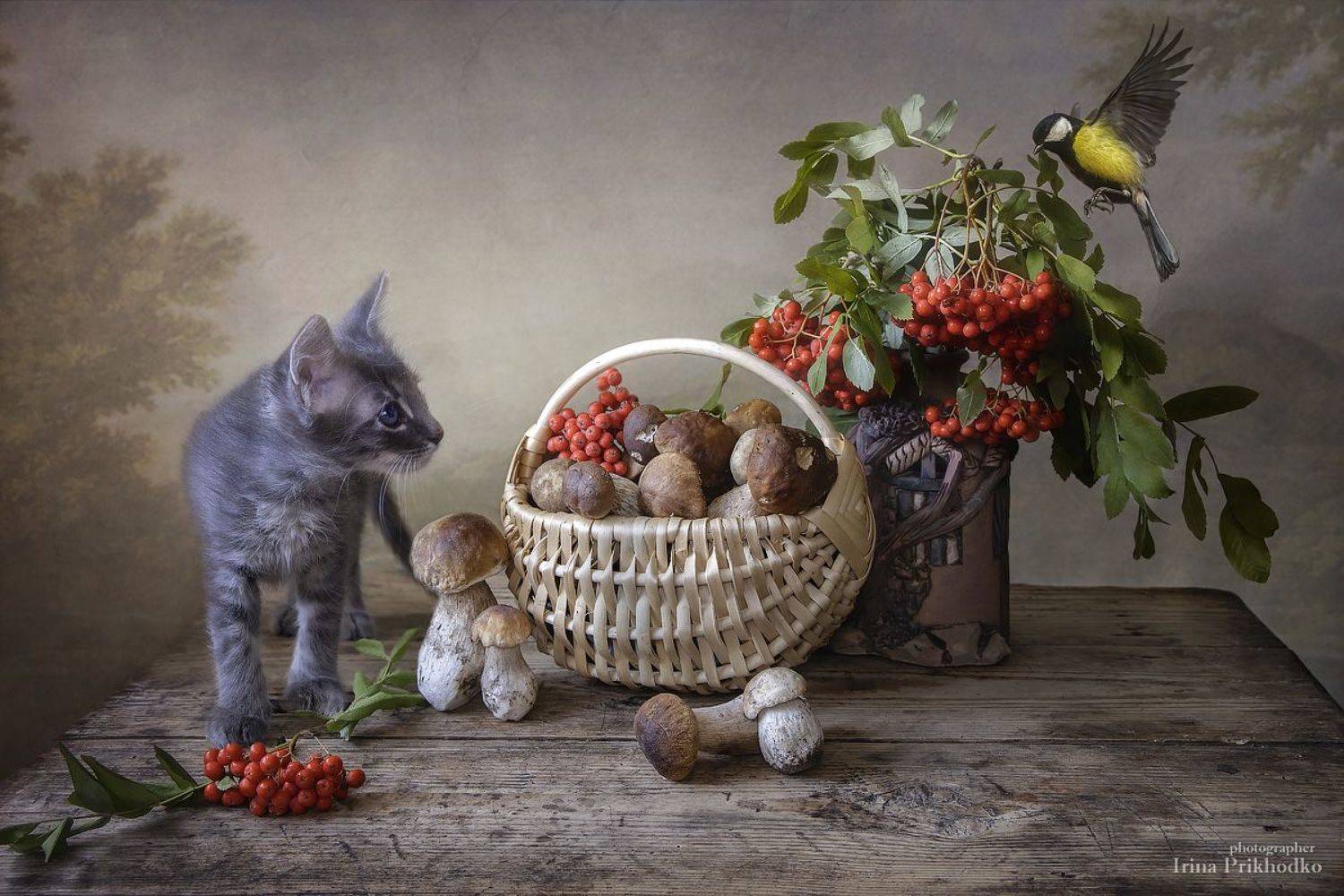 осень, грибы, рябина, котенок, домашние животные, питомцы, синичка, натюрморт, постановочное фото, Ирина Приходько
