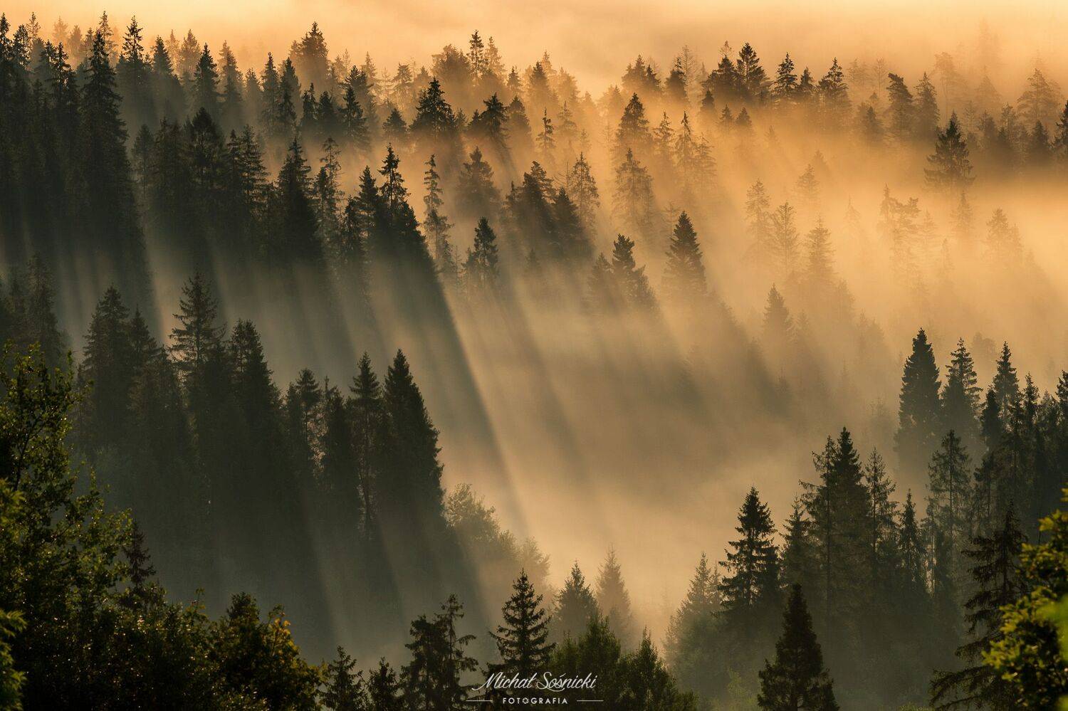 #poland #laser #fog #foggy #forest #sunrise #long #best #nature, Michał Sośnicki