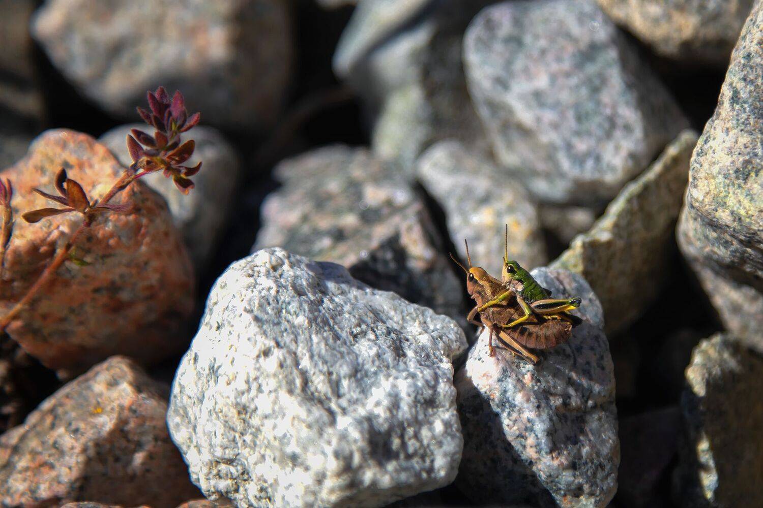 кыргызстан, горы, Элина Магалимова