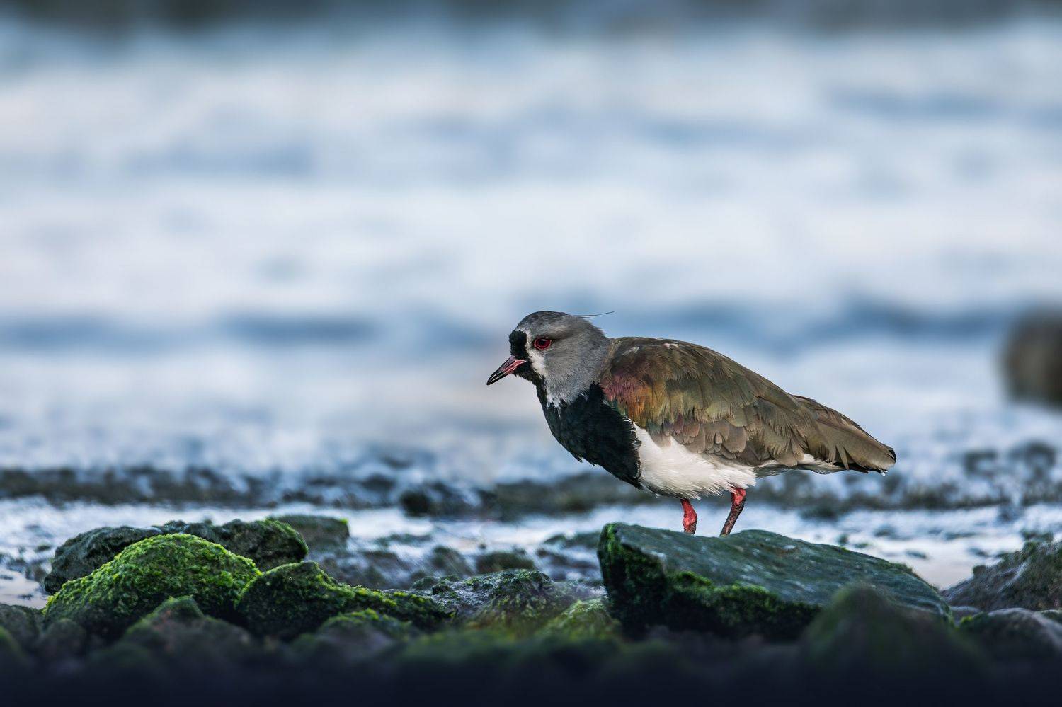 birds, animals, wildlife, the southern lapwing, nature, птицы, кайенская пигалица, природа, животные, Токарев Олег