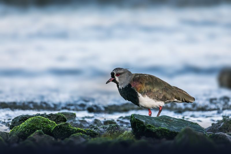 birds, animals, wildlife, the southern lapwing, nature, птицы, кайенская пигалица, природа, животные Вечерняя прогулка фото превью