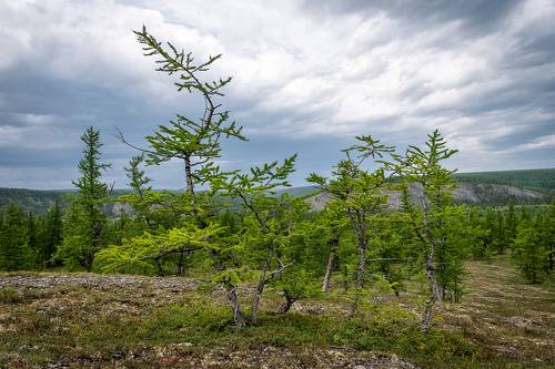 Лиственницы