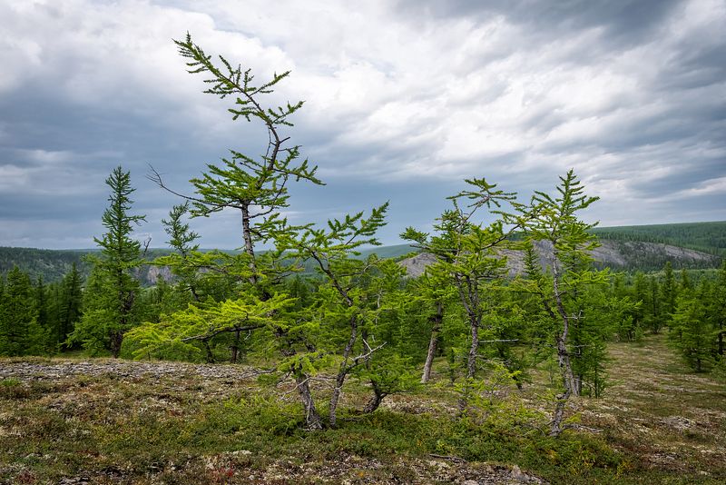 приполярный, урал, республика, коми, лиственницы, август Лиственницы фото превью