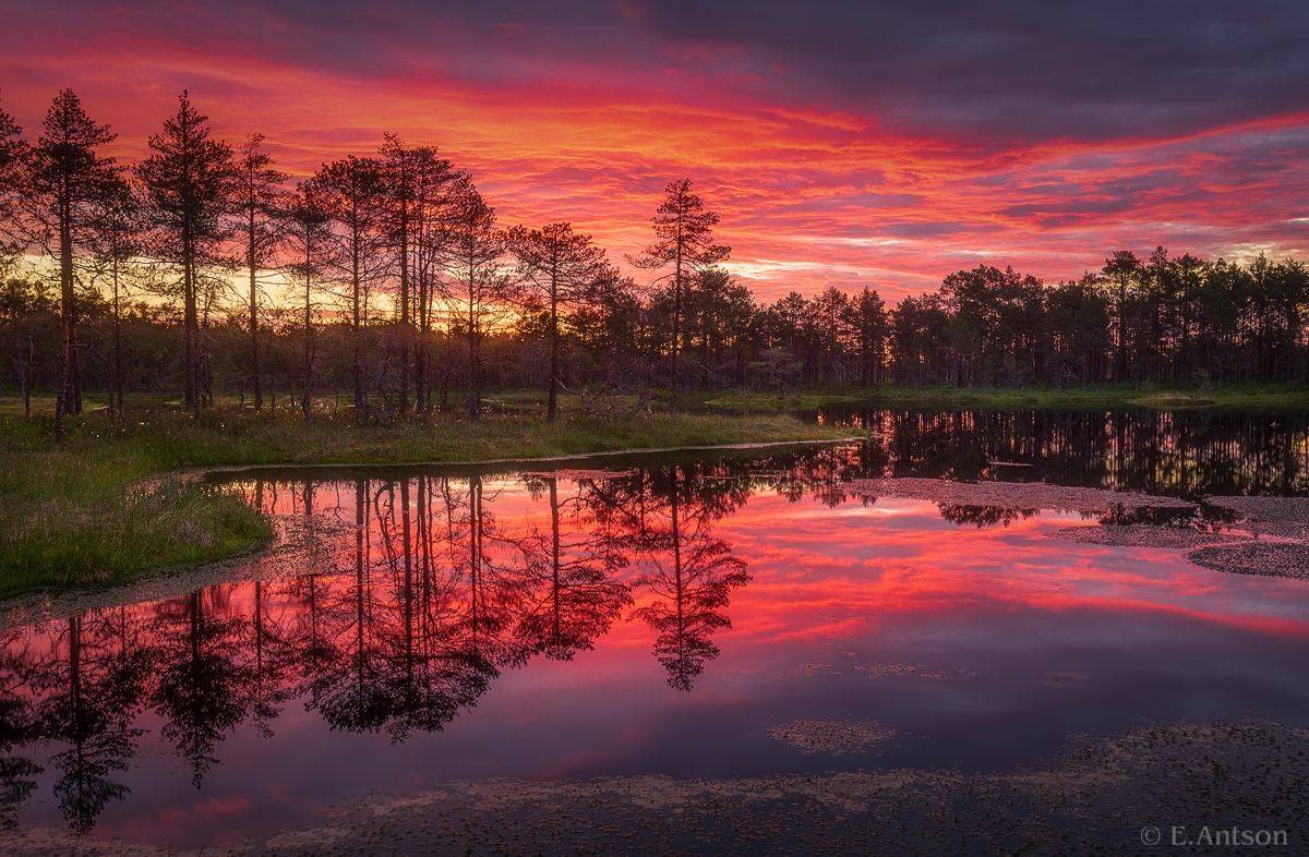 пейзаж, природа, болото, эстония, Elvis Antson