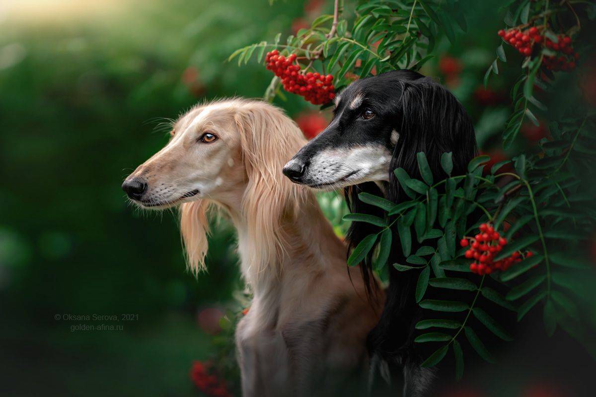 , Оксана Серова