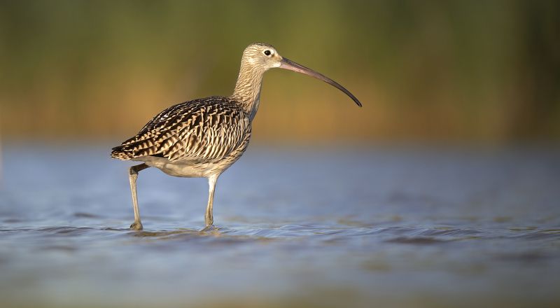 kulik wielki фото превью