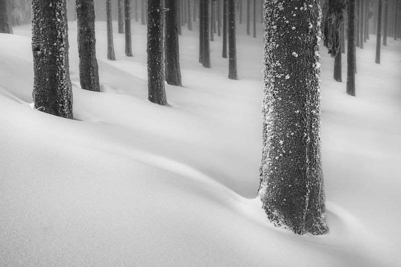 In the woods фото превью