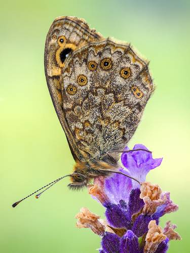 Lasiommata petropolitana.