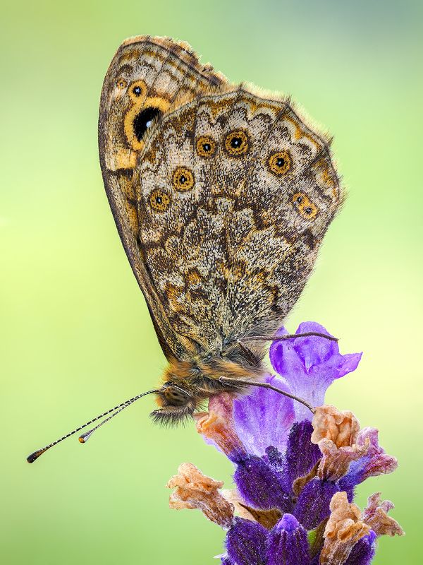 irass, waledzik, nat geo, olympus, close up, macro, extreme macro, макро Lasiommata petropolitana. фото превью