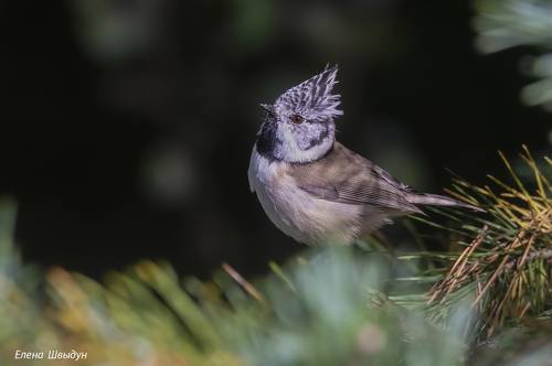 European crested tit