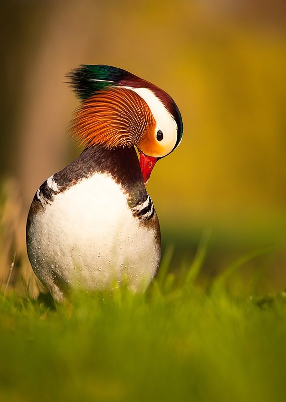 Mandarin duck фото превью