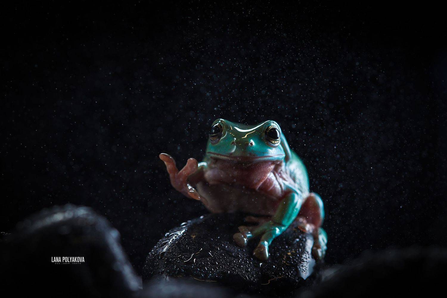 литория, лягушка, экзотика, земноводные, Лана Полякова