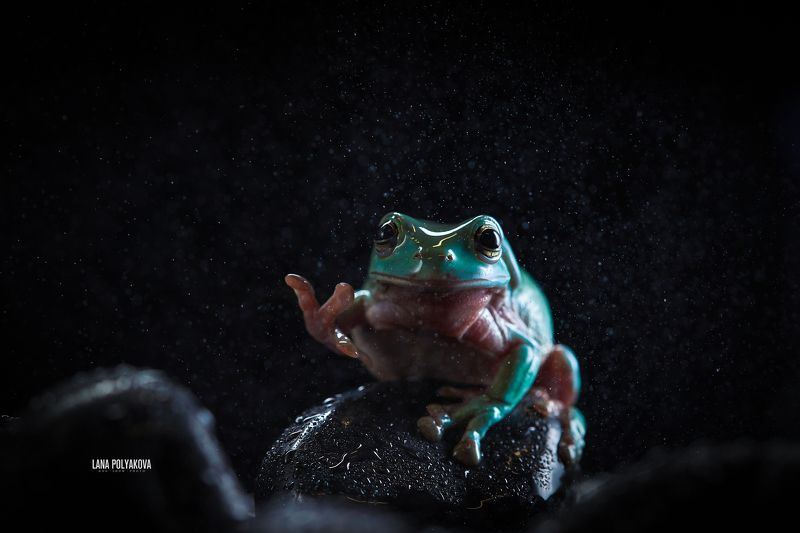 литория, лягушка, экзотика, земноводные Литория фото превью