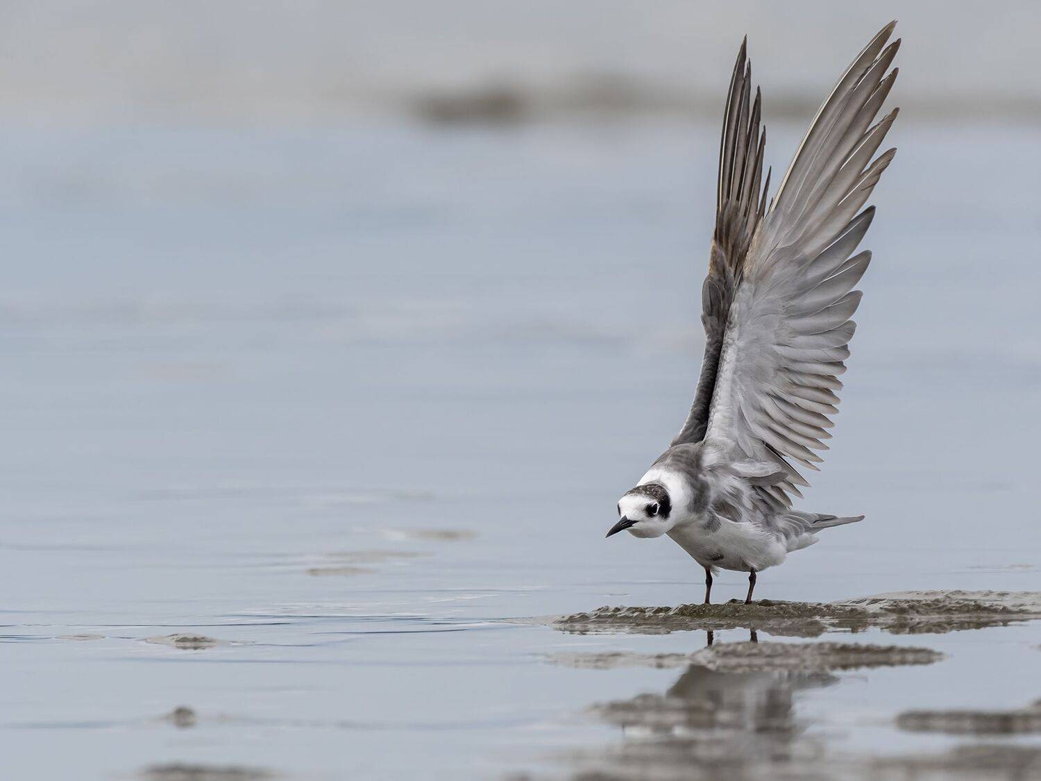 , Fernando Burgalin Sequeira