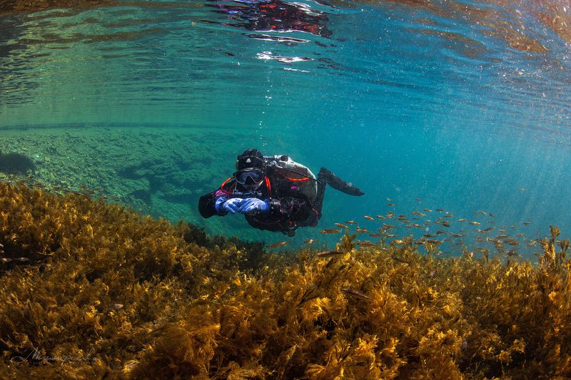 подводное фото, налим, вода, дайвер, источник  фото превью