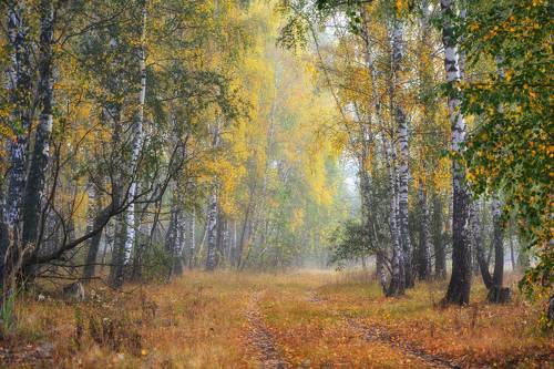 Осеннее утро