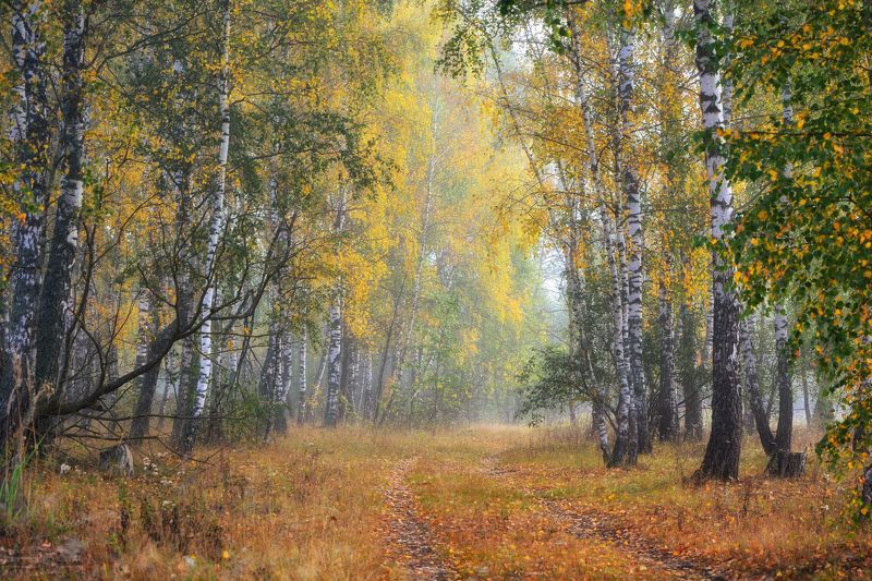 осень, утро, лес, березы, листва, туман, туманное утро Осеннее утро фото превью