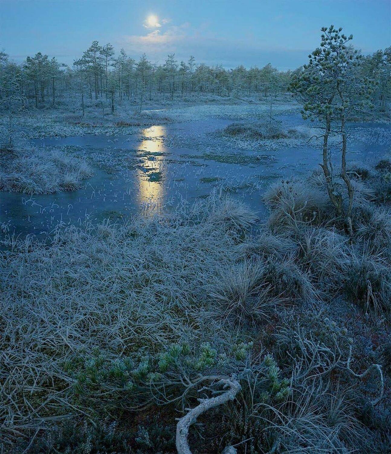 Луна, болото, ночь, Петр Косых
