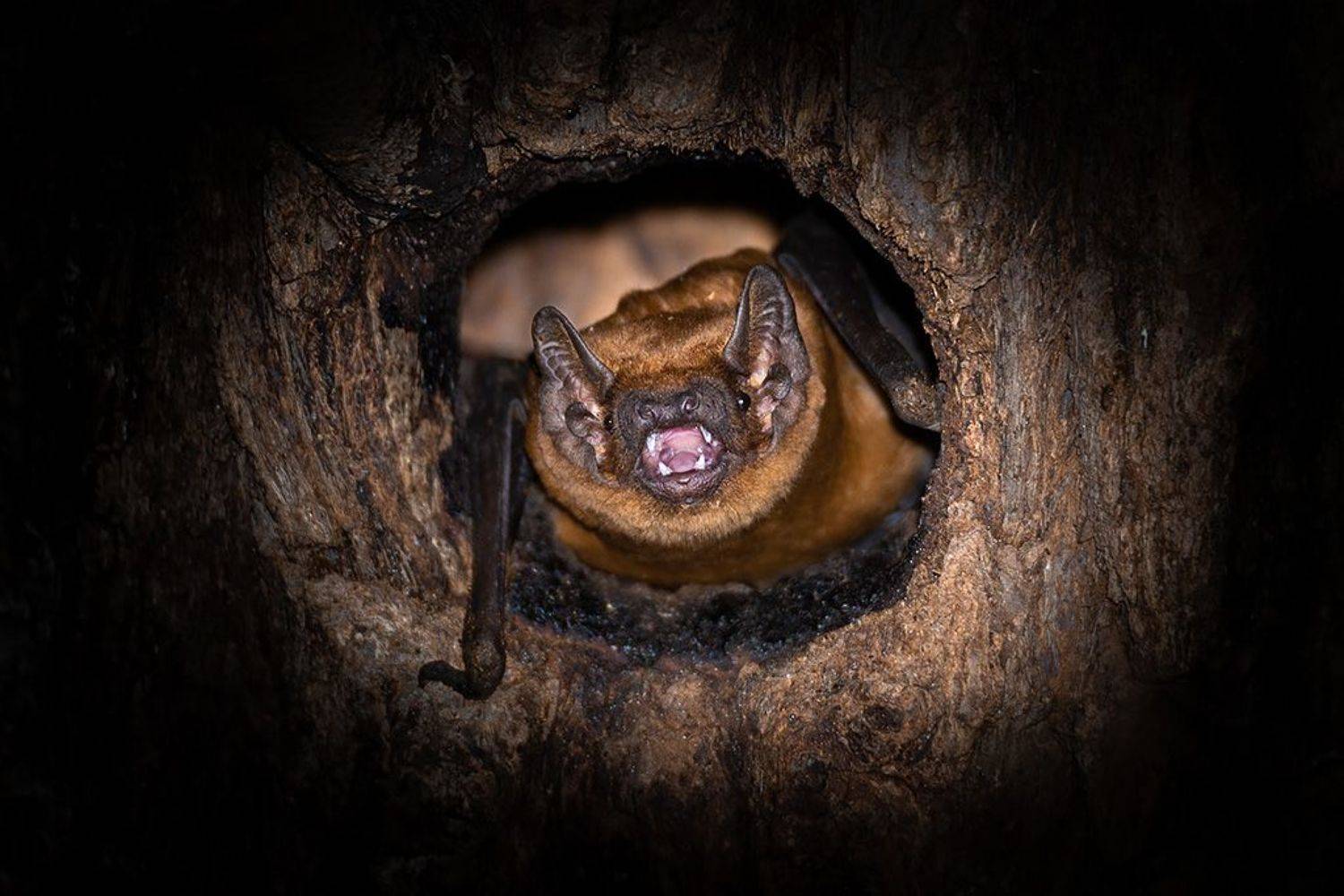 , Сергей Савви