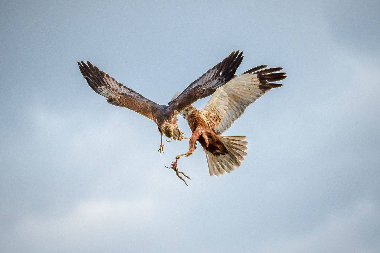болотный лунь, битво, бой, хищник, circus aeruginosus, в воздухе, Ксения Соварцева